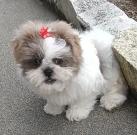 Akc Lexi, a female Shih Tzu for sale in Bonita Springs, FL – Photo 4 of 5