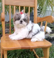 Akc Lexi, a female Shih Tzu for sale in Bonita Springs, FL – Photo 5 of 5