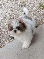 Akc Lexi, a female Shih Tzu for sale in Bonita Springs, FL – Photo 2 of 5