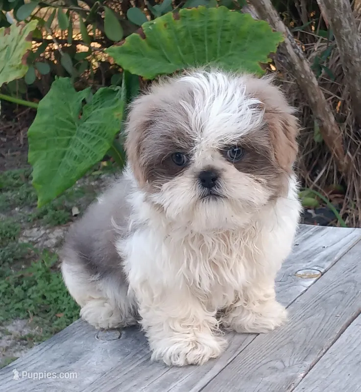 Akc Lexi, a female Shih Tzu for sale in Bonita Springs, FL – Photo 1 of 5