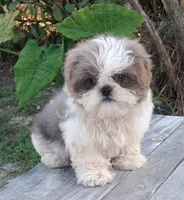 Akc Lexi, a female Shih Tzu for sale in Bonita Springs, FL – Photo 1 of 5