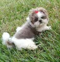 Akc Lexi, a female Shih Tzu for sale in Bonita Springs, FL – Photo 3 of 5