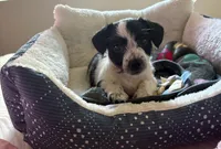 snoopy, a male Chorkie for sale in Fairfield, CA – Photo 1 of 3