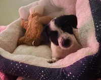 snoopy, a male Chorkie for sale in Fairfield, CA – Photo 3 of 3