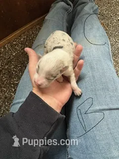 Boy C – Pembroke Welsh Corgi puppy for sale in Healy, KS