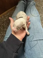 Boy C, a male Pembroke Welsh Corgi for sale in Healy, KS – 1 of 7
