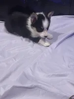 Pink, a female Pembroke Welsh Corgi for sale in Healy, KS – 5 of 5