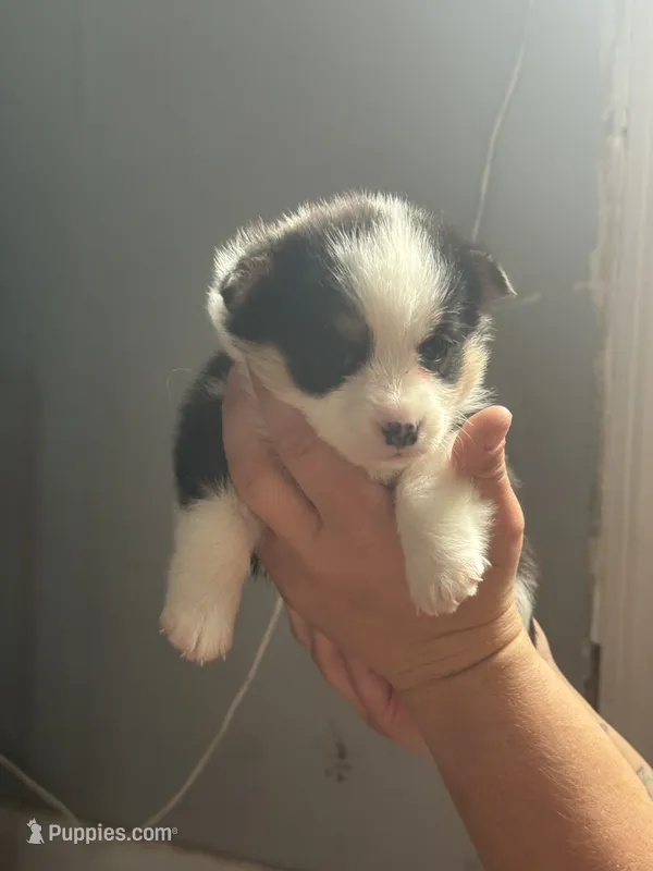 Girl A – Pembroke Welsh Corgi puppy for sale in Healy, KS