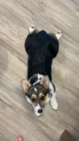 Boy C, a male Pembroke Welsh Corgi for sale in Healy, KS – 4 of 7