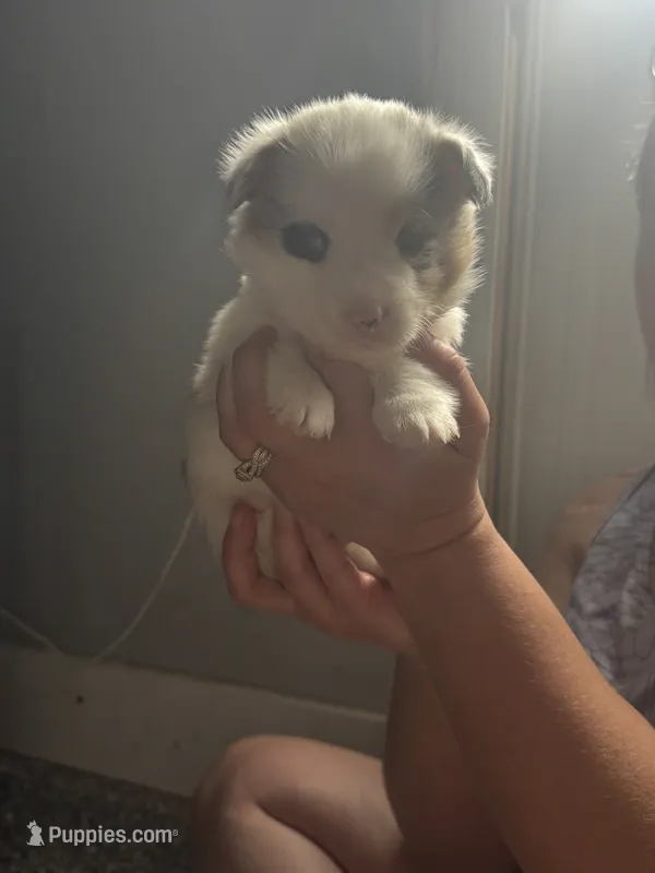 Boy D – Pembroke Welsh Corgi puppy for sale in Healy, KS