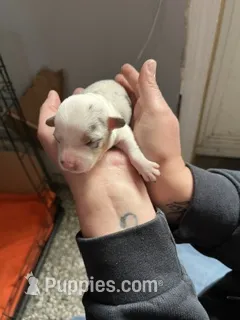 Boy D – Pembroke Welsh Corgi puppy for sale in Healy, KS