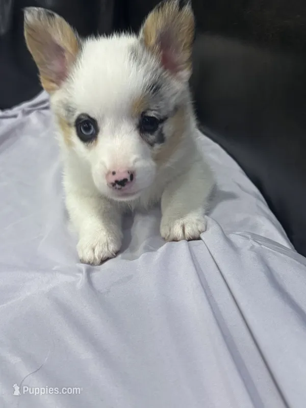 Green – Pembroke Welsh Corgi puppy for sale in Healy, KS
