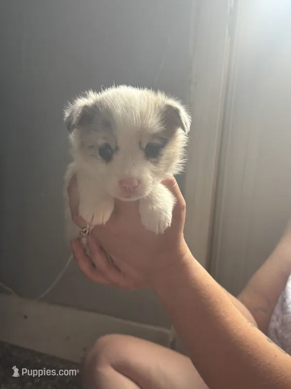 Boy C – Pembroke Welsh Corgi puppy for sale in Healy, KS