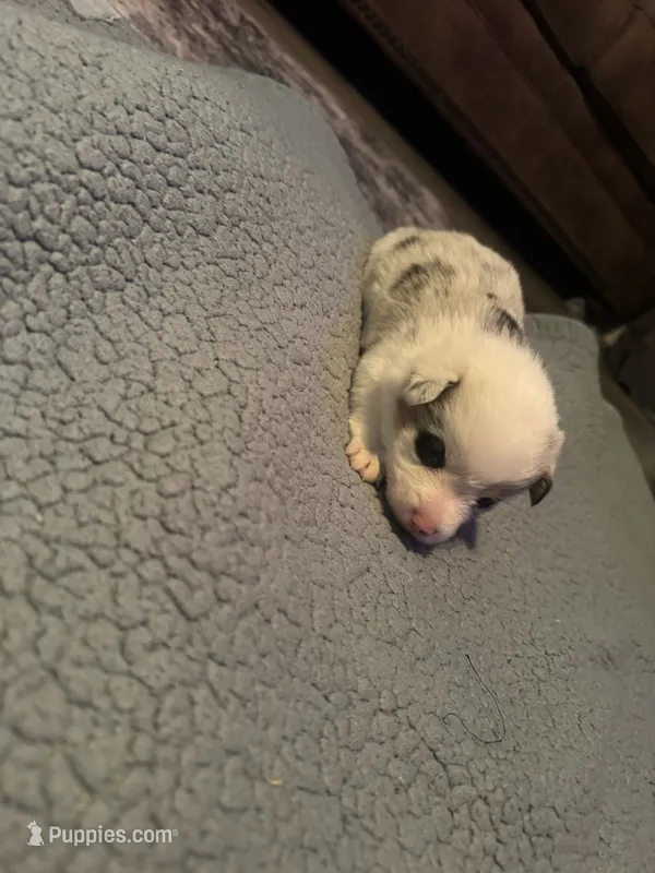 Boy D – Pembroke Welsh Corgi puppy for sale in Healy, KS