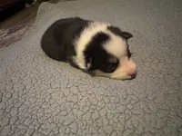 Pink, a female Pembroke Welsh Corgi for sale in Healy, KS – 4 of 5