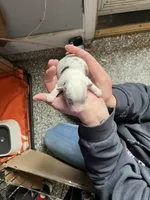 Boy C, a male Pembroke Welsh Corgi for sale in Healy, KS – 2 of 7