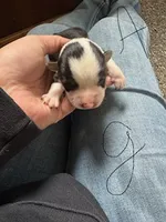 Girl A, a female Pembroke Welsh Corgi for sale in Healy, KS – 2 of 7