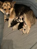 Girl E, a female Pembroke Welsh Corgi for sale in Healy, KS – 7 of 9