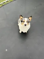 Girl A, a female Pembroke Welsh Corgi for sale in Healy, KS – 6 of 7