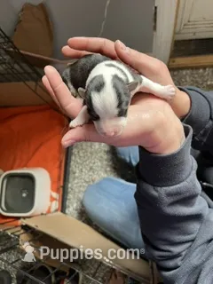 Girl A – Pembroke Welsh Corgi puppy for sale in Healy, KS