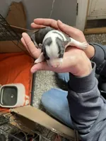 Girl A, a female Pembroke Welsh Corgi for sale in Healy, KS – 1 of 7
