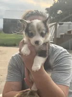 Purple, a female Pembroke Welsh Corgi for sale in Healy, KS – 2 of 4