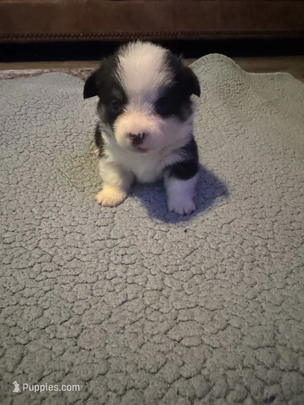 Boy B  – Pembroke Welsh Corgi puppy for sale in Healy, KS