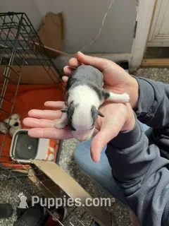 Boy B  – Pembroke Welsh Corgi puppy for sale in Healy, KS