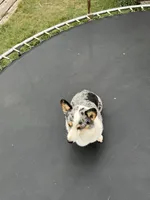 Boy B , a male Pembroke Welsh Corgi for sale in Healy, KS – 6 of 7