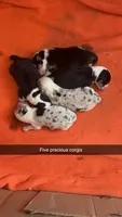 Girl A, a female Pembroke Welsh Corgi for sale in Healy, KS – 3 of 7