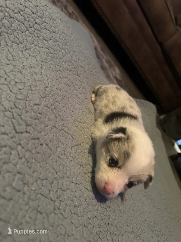 Boy C – Pembroke Welsh Corgi puppy for sale in Healy, KS