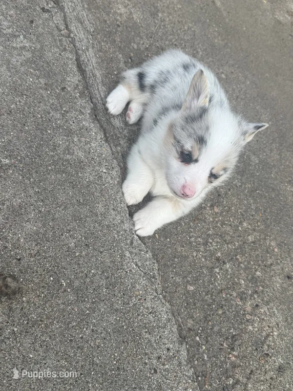 Boy C – Pembroke Welsh Corgi puppy for sale in Healy, KS
