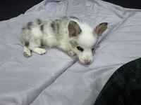 Green, a male Pembroke Welsh Corgi for sale in Healy, KS – 3 of 4