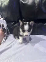 Pink, a female Pembroke Welsh Corgi for sale in Healy, KS – 2 of 5