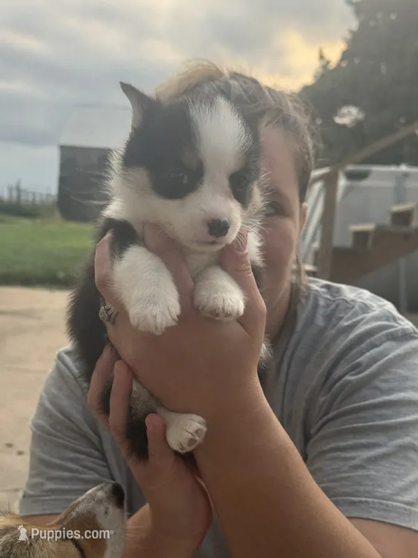 Girl A – Pembroke Welsh Corgi puppy for sale in Healy, KS