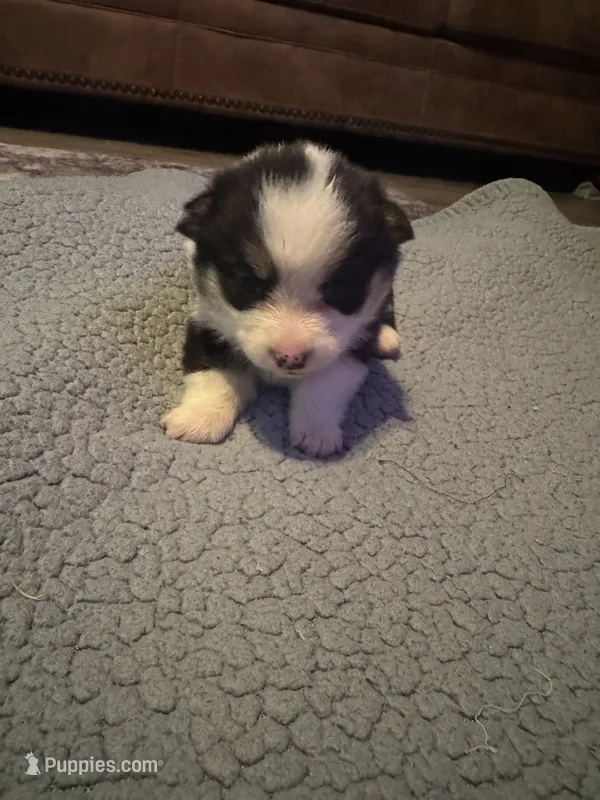 Girl A – Pembroke Welsh Corgi puppy for sale in Healy, KS