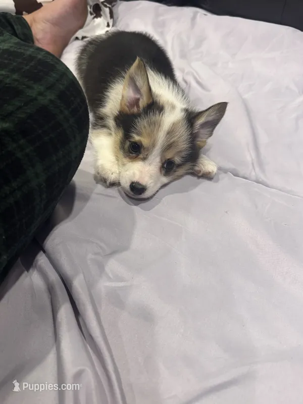Purple – Pembroke Welsh Corgi puppy for sale in Healy, KS