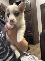 Red, a male Pembroke Welsh Corgi for sale in Healy, KS – 4 of 5