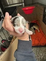 Girl E, a female Pembroke Welsh Corgi for sale in Healy, KS – 3 of 9