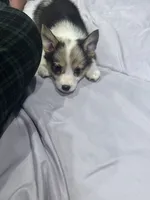 Purple, a female Pembroke Welsh Corgi for sale in Healy, KS – 4 of 4