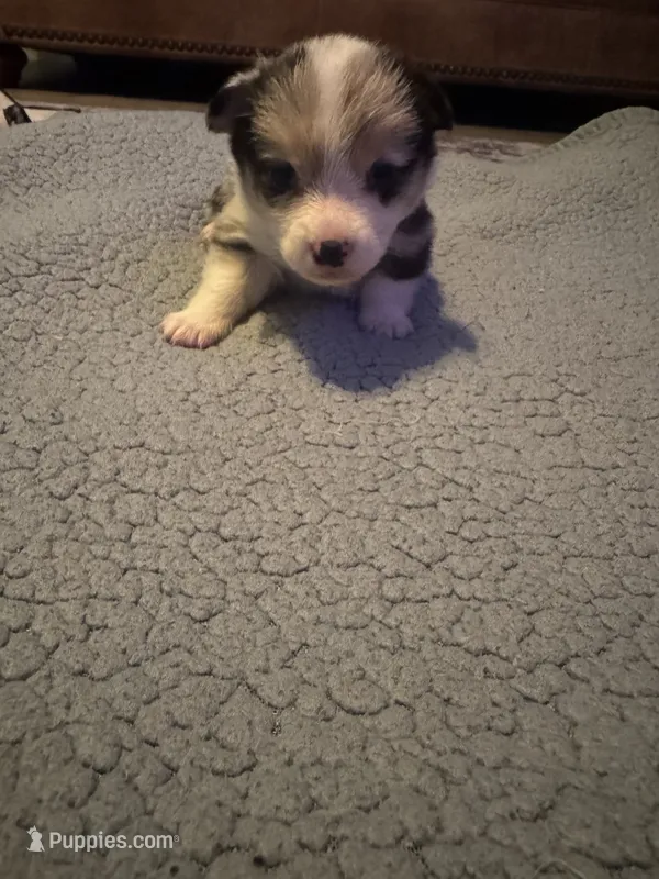 Girl E – Pembroke Welsh Corgi puppy for sale in Healy, KS