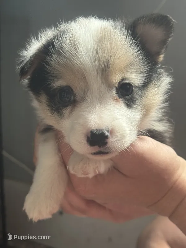 Girl E – Pembroke Welsh Corgi puppy for sale in Healy, KS