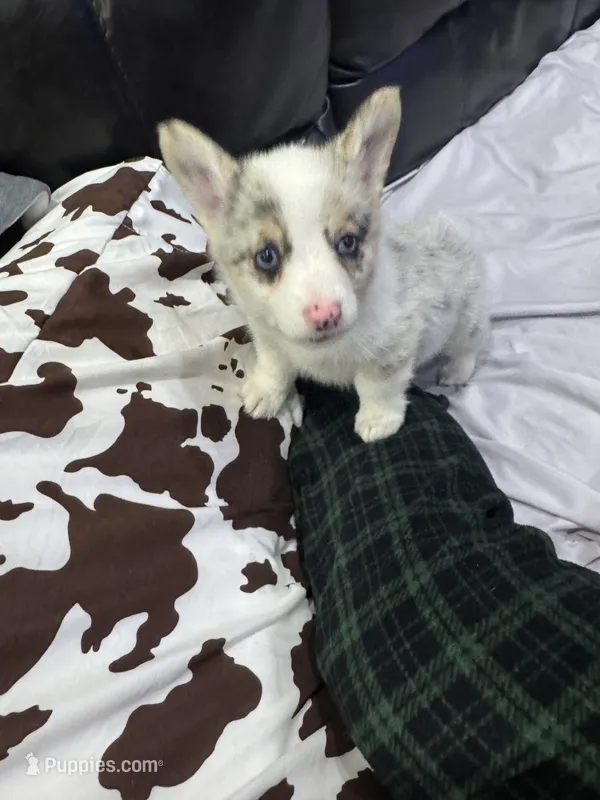 Red – Pembroke Welsh Corgi puppy for sale in Healy, KS