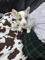 Red, a male Pembroke Welsh Corgi for sale in Healy, KS – 1 of 5