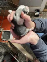 Girl E, a female Pembroke Welsh Corgi for sale in Healy, KS – 2 of 9