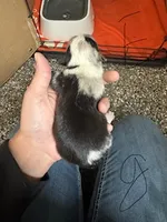 Girl E, a female Pembroke Welsh Corgi for sale in Healy, KS – 4 of 9