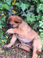 Blackie, a male Belgian Malinois for sale in Lawrenceville, GA – Photo 1 of 5