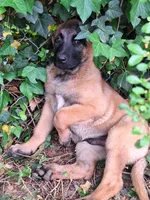 Blackie, a male Belgian Malinois for sale in Lawrenceville, GA – Photo 2 of 5