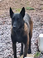 Blackie, a male Belgian Malinois for sale in Lawrenceville, GA – Photo 4 of 5