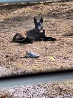 Blackie, a male Belgian Malinois for sale in Lawrenceville, GA – Photo 5 of 5